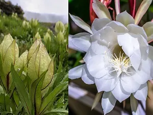 Brahma Kamal Blossoms Before Time in Kedarnath