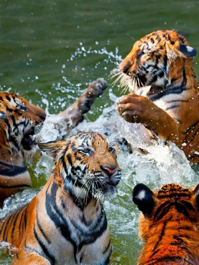 Corbett Nainital Tour Package from Delhi - Char Dham Yatra Package